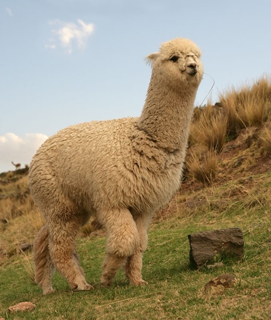 Alpaca