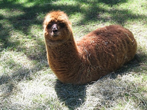 Alpaca-2