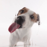 哎唷喂呀！这只狗到底想干嘛啦～「Dog Licks Screen Wallpaper」（Android）