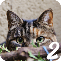 猫咪的隐身功力超强！「找猫2」又来挑战你的眼力极限啦～（Android）