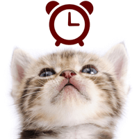 猫咪桌面指针时钟小telegram中文～「Cats Analog-Clocks Widget」（Android）