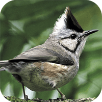 赏鸟最佳伙伴！「台湾鸟类」可离线服务器的鸟类行动资料库（iPhone, Android）