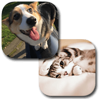 用「狗狗叫」、「猫猫叫」与家里的猫狗互动，肢体语言大解析！（iPhone, Android）