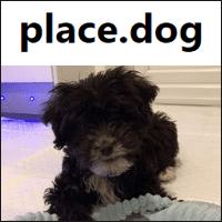 「place.dog」用可爱狗狗做为网页占位图